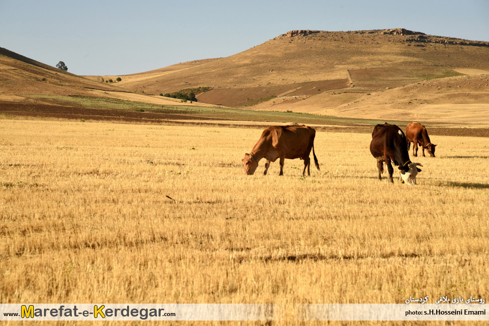 طبیعت تابستانی سقز